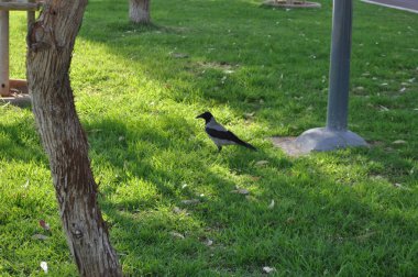 Doğal ortamda güzel kuş Ortak kuzgun