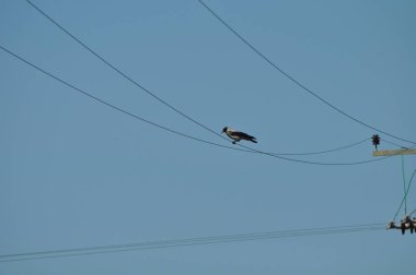 Doğal ortamda güzel kuş Ortak kuzgun