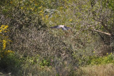 Doğal ortamda güzel kuş Ortak kuzgun