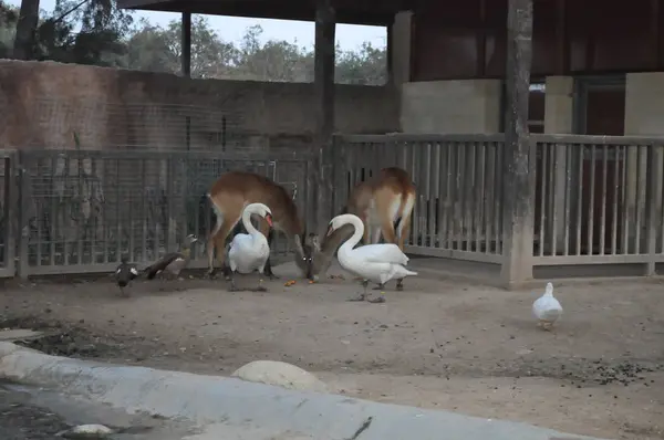 Bel Oiseau Cygne Dans Environnement Naturel — Photo