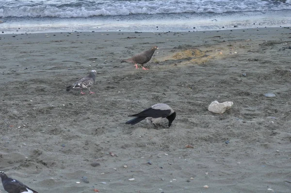 Bel Oiseau Corbeau Commun Dans Environnement Naturel — Photo