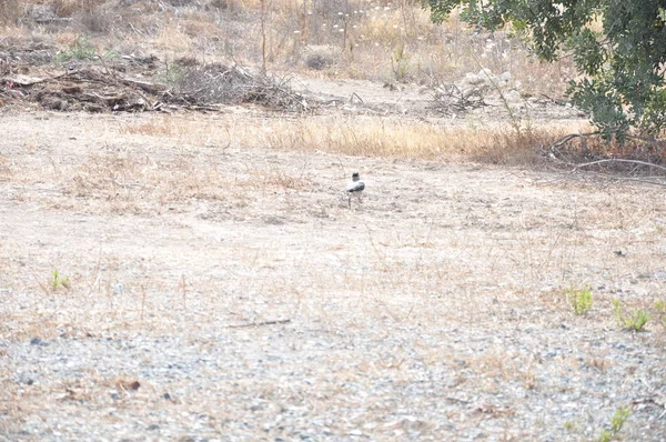 Bel Oiseau Corbeau Commun Dans Environnement Naturel — Photo