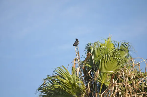 Mooie Vogel Gemeenschappelijke Raven Natuurlijke Omgeving — Stockfoto