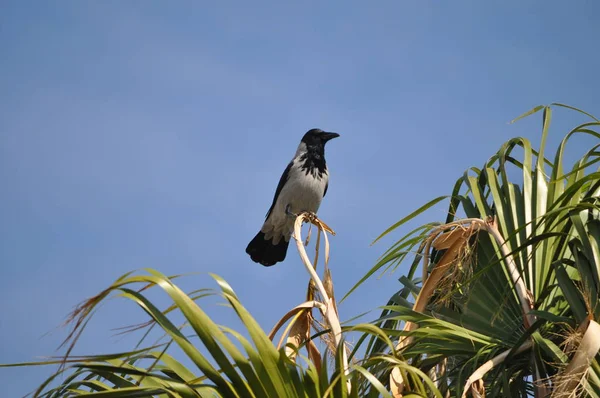 Mooie Vogel Gemeenschappelijke Raven Natuurlijke Omgeving — Stockfoto