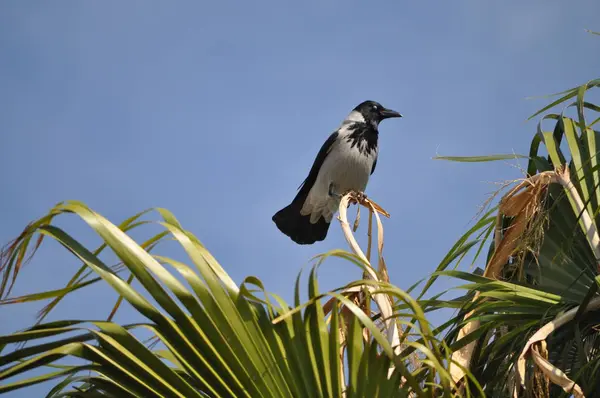 Mooie Vogel Gemeenschappelijke Raven Natuurlijke Omgeving — Stockfoto