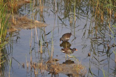 Güzel kuş Ortak moorhen (Gallinula chloropus) doğal ortamda