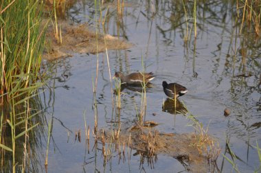 Güzel kuş Ortak moorhen (Gallinula chloropus) doğal ortamda