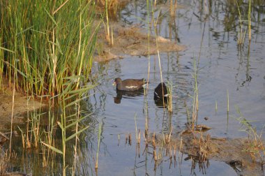 Güzel kuş Ortak moorhen (Gallinula chloropus) doğal ortamda