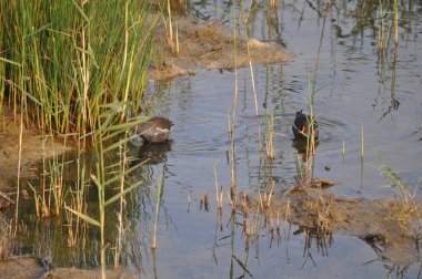 Güzel kuş Ortak moorhen (Gallinula chloropus) doğal ortamda