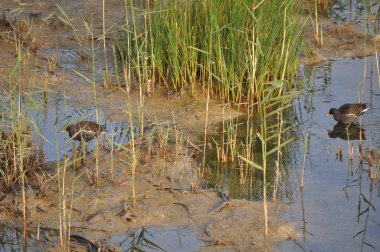 Güzel kuş Ortak moorhen (Gallinula chloropus) doğal ortamda