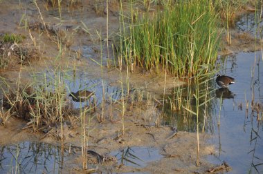 Güzel kuş Ortak moorhen (Gallinula chloropus) doğal ortamda