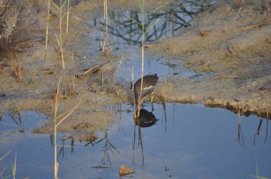Güzel kuş Ortak moorhen (Gallinula chloropus) doğal ortamda