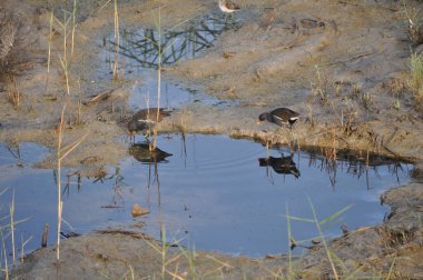 Güzel kuş Ortak moorhen (Gallinula chloropus) doğal ortamda