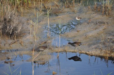 Güzel kuş Ortak moorhen (Gallinula chloropus) doğal ortamda
