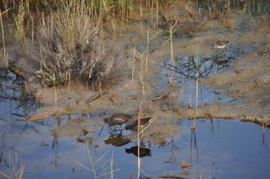 Güzel kuş Ortak moorhen (Gallinula chloropus) doğal ortamda