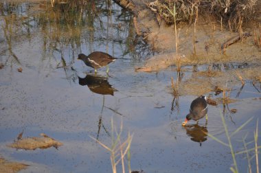 Güzel kuş Ortak moorhen (Gallinula chloropus) doğal ortamda