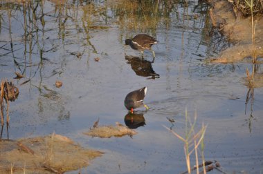 Güzel kuş Ortak moorhen (Gallinula chloropus) doğal ortamda