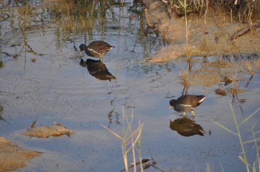 Güzel kuş Ortak moorhen (Gallinula chloropus) doğal ortamda