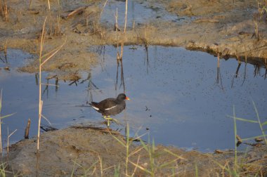 Güzel kuş Ortak moorhen (Gallinula chloropus) doğal ortamda