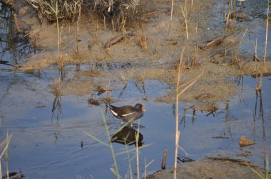 Güzel kuş Ortak moorhen (Gallinula chloropus) doğal ortamda