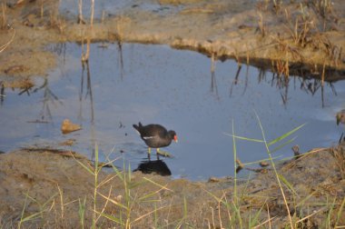 Güzel kuş Ortak moorhen (Gallinula chloropus) doğal ortamda