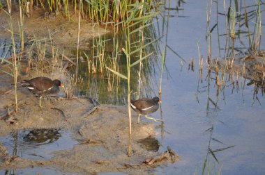 Güzel kuş Ortak moorhen (Gallinula chloropus) doğal ortamda