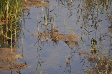 Güzel kuş Ortak moorhen (Gallinula chloropus) doğal ortamda