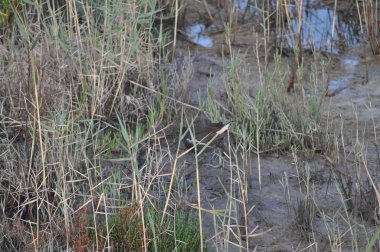 Güzel kuş Ortak moorhen (Gallinula chloropus) doğal ortamda