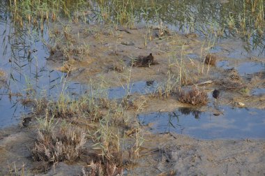Güzel kuş Ortak moorhen (Gallinula chloropus) doğal ortamda