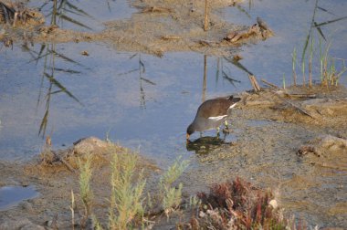 Güzel kuş Ortak moorhen (Gallinula chloropus) doğal ortamda