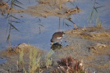 Güzel kuş Ortak moorhen (Gallinula chloropus) doğal ortamda