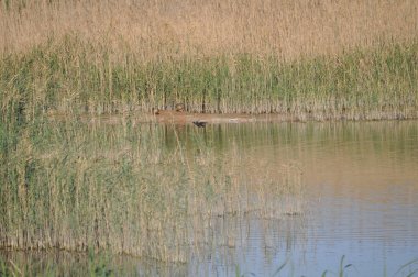 Güzel kuş Ortak moorhen (Gallinula chloropus) doğal ortamda