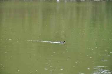 Güzel kuş Ortak moorhen (Gallinula chloropus) doğal ortamda