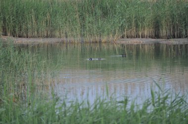 Güzel kuş Ortak moorhen (Gallinula chloropus) doğal ortamda