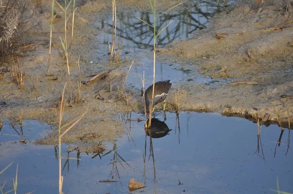 Красивая Птица Common Moorhen Gallinula Chloropus Природной Среде — стоковое фото