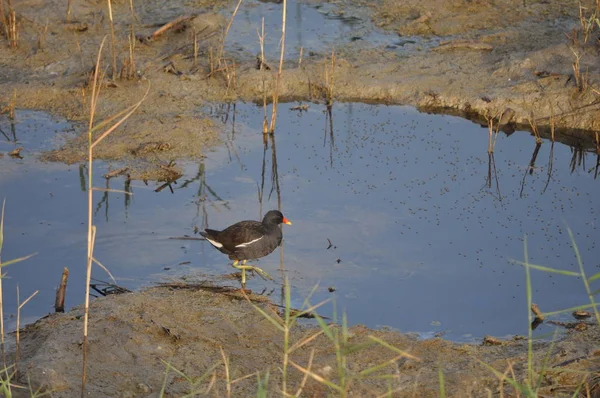 Piękny Ptak Common Kokoszka Gallinula Chloropus Naturalnym Środowisku — Zdjęcie stockowe