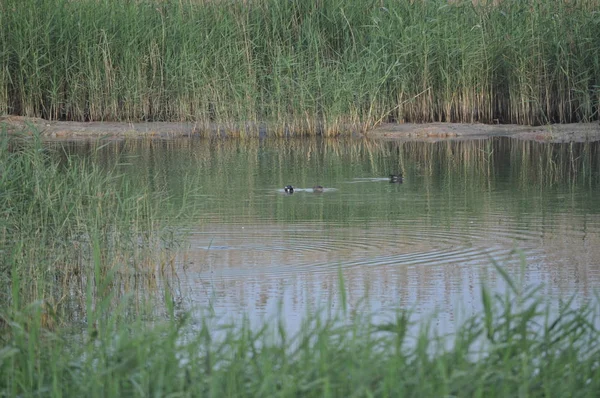 Güzel kuş Ortak moorhen (Gallinula chloropus) doğal ortamda