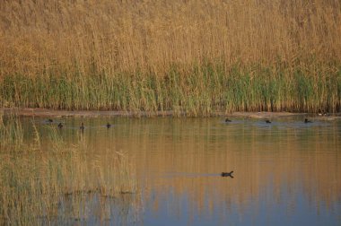 Güzel kuş Ortak moorhen (Gallinula chloropus) doğal ortamda