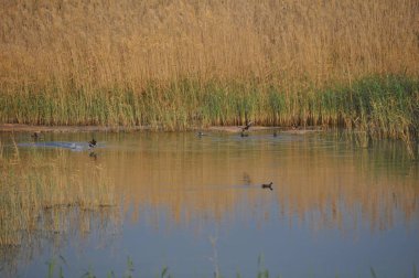 Güzel kuş Ortak moorhen (Gallinula chloropus) doğal ortamda