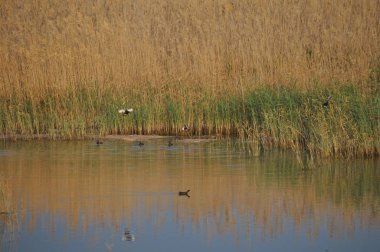 Güzel kuş Ortak moorhen (Gallinula chloropus) doğal ortamda