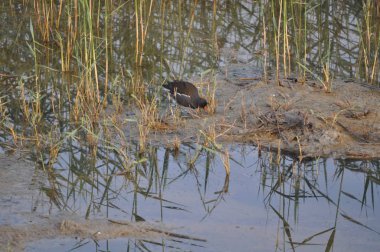 Güzel kuş Ortak moorhen (Gallinula chloropus) doğal ortamda