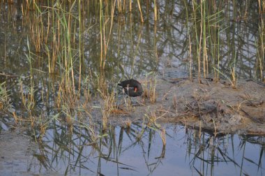 Güzel kuş Ortak moorhen (Gallinula chloropus) doğal ortamda