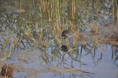 Güzel kuş Ortak moorhen (Gallinula chloropus) doğal ortamda
