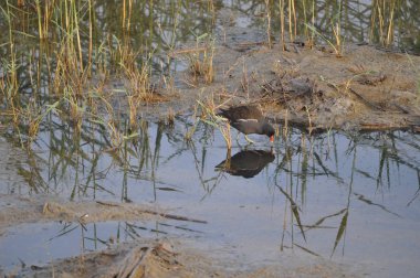 Güzel kuş Ortak moorhen (Gallinula chloropus) doğal ortamda