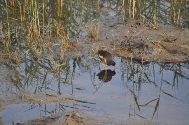 Güzel kuş Ortak moorhen (Gallinula chloropus) doğal ortamda
