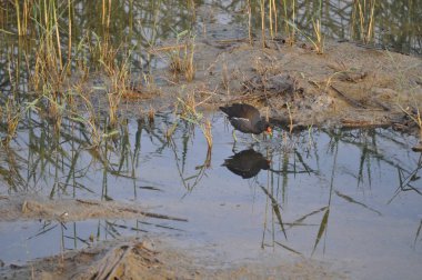 Güzel kuş Ortak moorhen (Gallinula chloropus) doğal ortamda