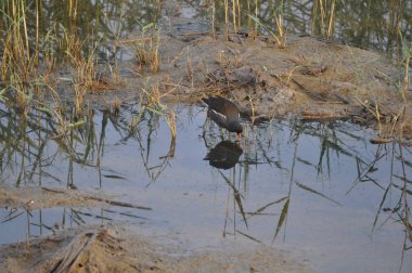 Güzel kuş Ortak moorhen (Gallinula chloropus) doğal ortamda