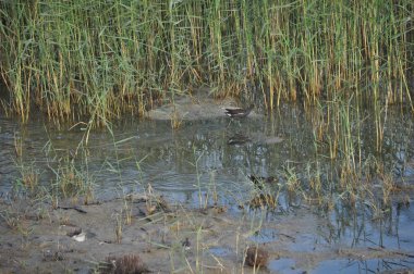 Güzel kuş Ortak moorhen (Gallinula chloropus) doğal ortamda