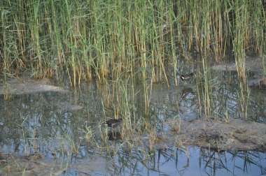 Güzel kuş Ortak moorhen (Gallinula chloropus) doğal ortamda