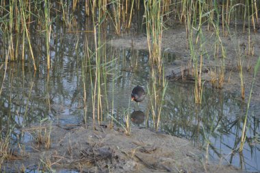 Güzel kuş Ortak moorhen (Gallinula chloropus) doğal ortamda